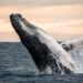 Les éoliennes offshore sous surveillance après la mort mystérieuse de baleines
