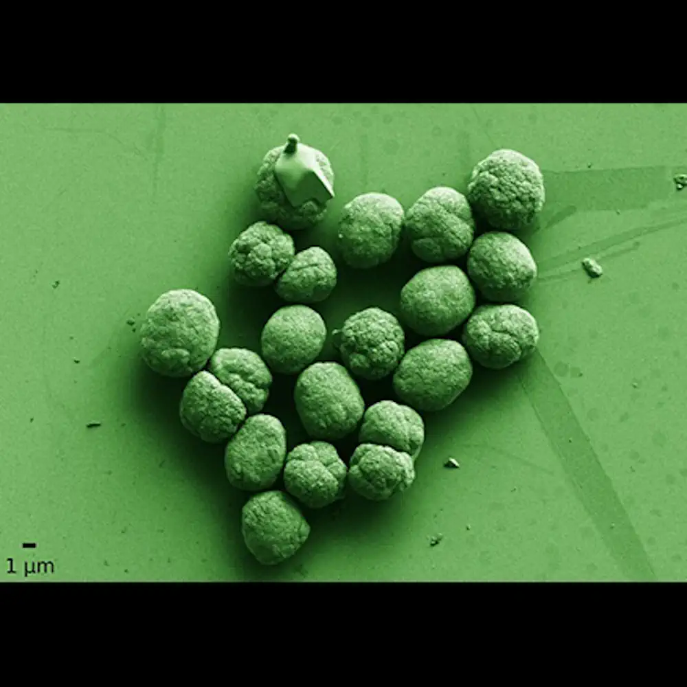 Micro-Broccoli (Second-place winner)
