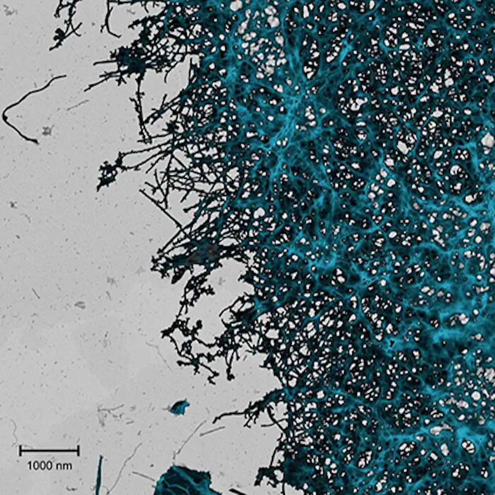 Ordre momentané : Nanofibres en transition récoltées par la lumière
