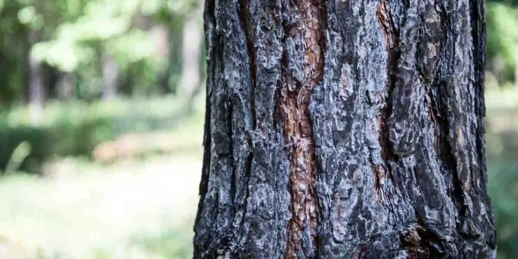 L'Intelligence Artificielle au service de la santé des arbres urbains : une innovation singapourienne