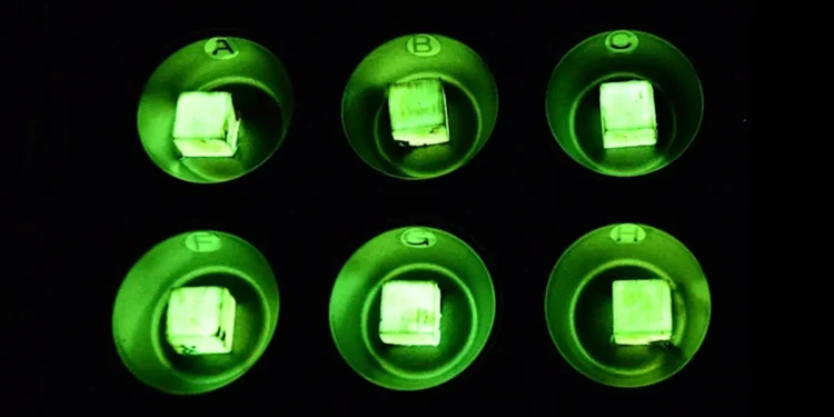 Affinage du bois dur par bioluminescence ou comment faire briller le bois