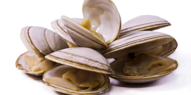 Pour construire de meilleurs câbles à fibres optiques, demandez à une palourde