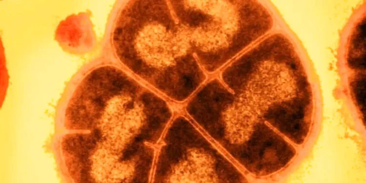 La bactérie "Conan" dévoile son secret de survie face aux radiations les plus extrêmes