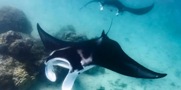 Un robot raie manta bat des records de vitesse sous l'eau grâce à ses nageoires