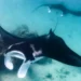 Un robot raie manta bat des records de vitesse sous l'eau grâce à ses nageoires