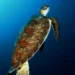 Les animaux marins adoptent une profondeur universelle pour économiser leur énergie