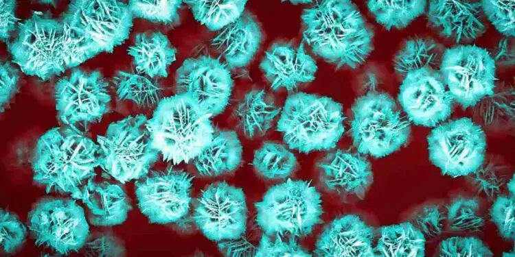 La médecine du futur s'inspire des fleurs pour cibler les tumeurs avec précision