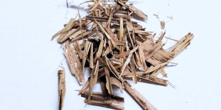 La paludiculture ouvre la voie à une nouvelle génération d'emballages biologiques