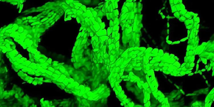 À Caltech, des chercheurs observent des câbles bactériens de plus de 1000 cellules