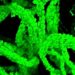 À Caltech, des chercheurs observent des câbles bactériens de plus de 1000 cellules