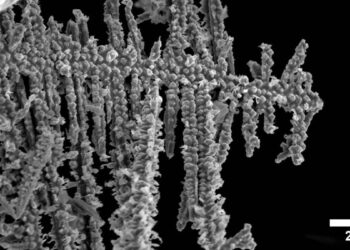 Des chercheurs identifient un "ratio d’or" pour prolonger la durée de vie des batteries