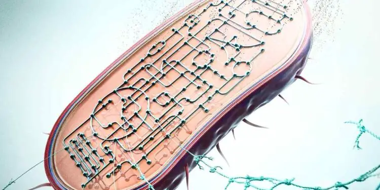 Vers un traitement écologique des déchets nylon grâce à une bactérie modifiée