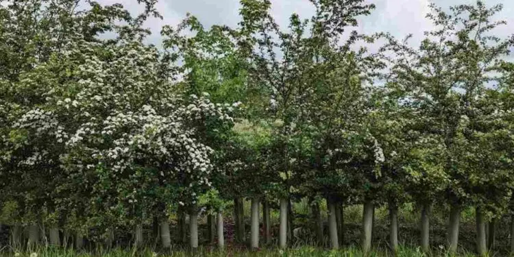 Les haies, véritables réservoirs de carbone et refuges pour la biodiversité