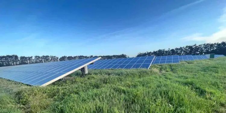 Les fermes solaires mixtes abritent trois fois plus d’oiseaux que les champs agricoles voisins