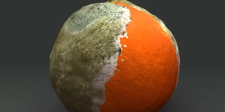 Valoriser nos déchets alimentaires grâce à la fermentation