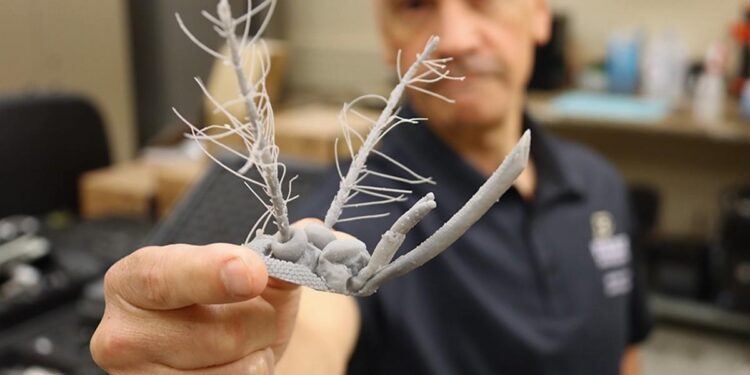 Comment les moustiques pourraient aider à anticiper les signaux des tsunamis et séismes