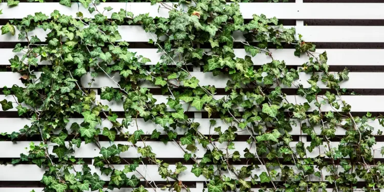 Panneaux occultants en bois : une solution esthétique et écologique pour protéger votre intimité