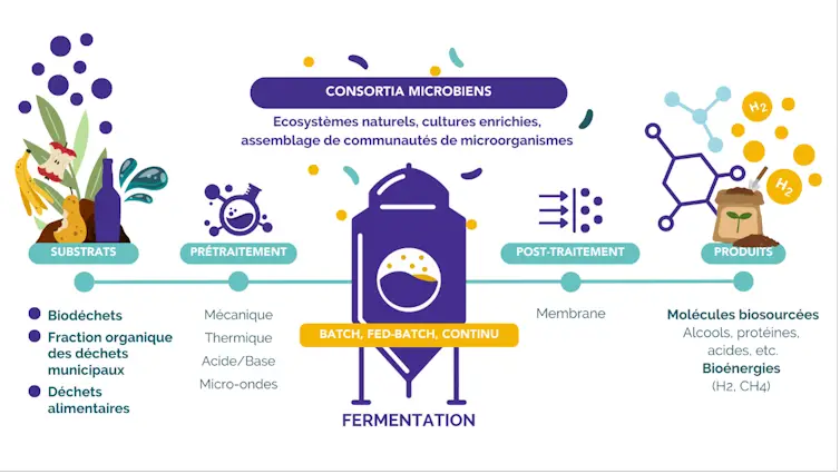 Schéma du processus de fermentation environnementale.