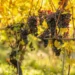 Les sarments de vigne transformés en hydrogène vert
