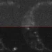 Des caméras inspirées des quanta capturent le début de la vie