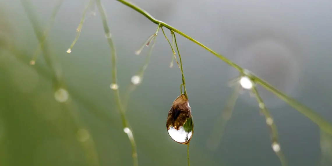 Eau saumâtre transformée en ressource agricole : le pari innovant de KAUST