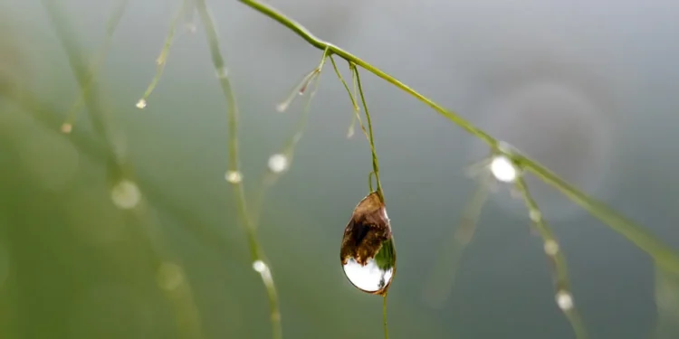 Eau saumâtre transformée en ressource agricole : le pari innovant de KAUST