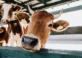 Grandir à la ferme, c’est bon pour le microbiote et ça pourrait aussi protéger des allergies