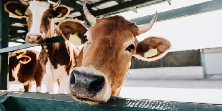 Grandir à la ferme, c’est bon pour le microbiote et ça pourrait aussi protéger des allergies