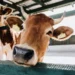 Grandir à la ferme, c’est bon pour le microbiote et ça pourrait aussi protéger des allergies