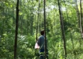 La diversité des arbres contribue à réduire les pics de chaleur dans les forêts