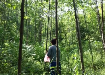 La diversité des arbres contribue à réduire les pics de chaleur dans les forêts