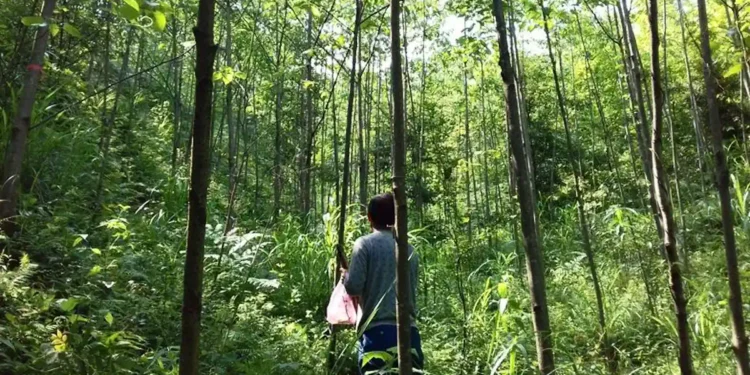 La diversité des arbres contribue à réduire les pics de chaleur dans les forêts
