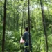 La diversité des arbres contribue à réduire les pics de chaleur dans les forêts