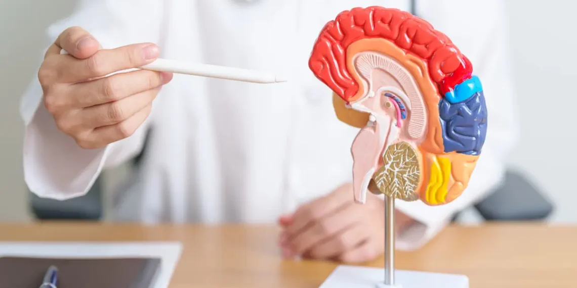 De minuscules outils robotisés alimentés par des aimants pourraient un jour permettre d'opérer le cerveau sans ouvrir le crâne