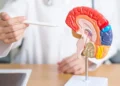 De minuscules outils robotisés alimentés par des aimants pourraient un jour permettre d'opérer le cerveau sans ouvrir le crâne