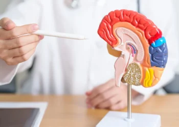 De minuscules outils robotisés alimentés par des aimants pourraient un jour permettre d'opérer le cerveau sans ouvrir le crâne