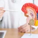 De minuscules outils robotisés alimentés par des aimants pourraient un jour permettre d'opérer le cerveau sans ouvrir le crâne