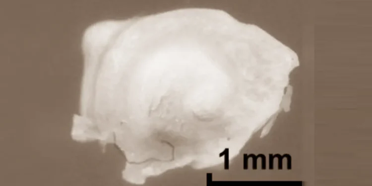 Des ondes térahertz cartographient l'oreille interne en détail inédit