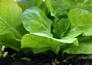 Le refroidissement induit par les nanotechnologies améliore le rendement des cultures dans les climats arides
