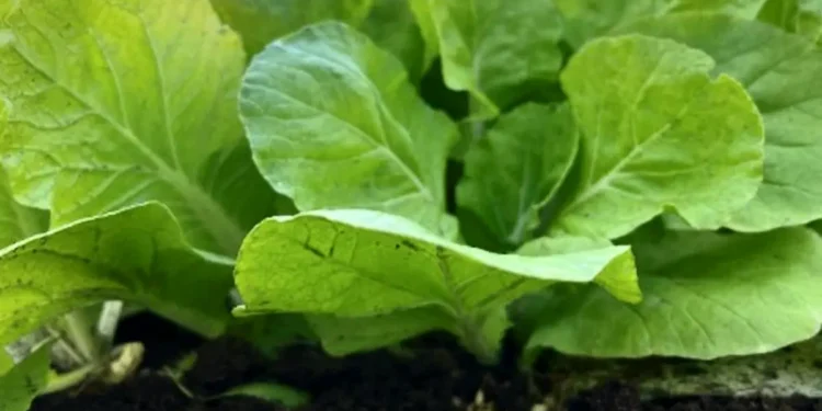 Le refroidissement induit par les nanotechnologies améliore le rendement des cultures dans les climats arides