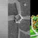 L'ADN aide l'électronique à quitter le plat pays : ces échafaudages miniatures pour circuits 3D sont conçus pour s'assembler eux-mêmes