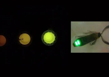 La lumière de la luciole donne naissance à un capteur qui détecte les altérations cellulaires