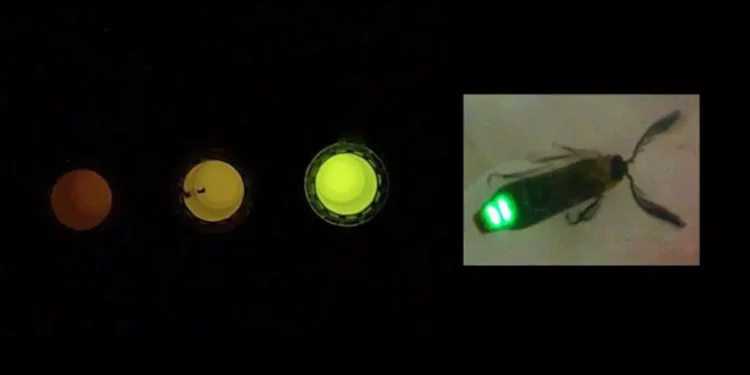 La lumière de la luciole donne naissance à un capteur qui détecte les altérations cellulaires