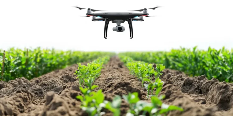 Un drone et une caméra bon marché pour sélectionner des plantes tolérantes à la sécheresse