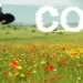 Climat et agriculture : pour éviter le risque de surchauffe, le levier du méthane