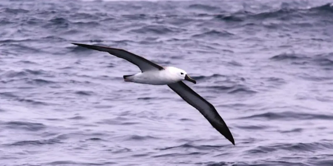 Énergie éolienne et faune marine en conflit : des chercheurs mettent en garde contre le chevauchement entre les parcs éoliens en mer et les zones à forte biodiversité