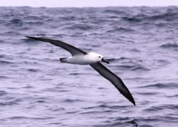 Énergie éolienne et faune marine en conflit : des chercheurs mettent en garde contre le chevauchement entre les parcs éoliens en mer et les zones à forte biodiversité