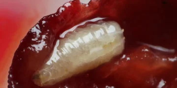 Des scientifiques découvrent que les larves de mouches des fruits peuvent détecter les champs électriques