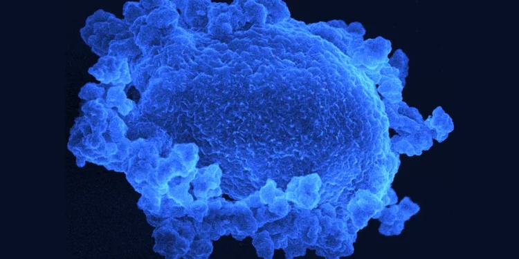 Une découverte ouvre la voie à une fabrication plus rapide et moins coûteuse des piles