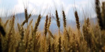 Stocker les grains en consommant moins d’énergie : et si le passé éclairait le futur ?